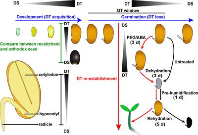 Mechanistic insights derived from re-establishment of desiccation tolerance in germinating xerophytic seeds: Caragana korshinskii as an example